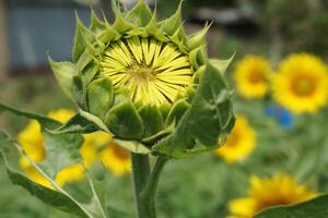 a sunflower in a field of green leaves background photo