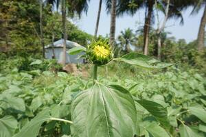 Beautiful young sunflower in a natural background, the center of a growing unrevealed flower, photo