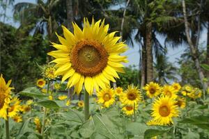 a sunflower in a field of green leaves background photo