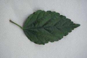 a leaf with a green stem laying on a white surface photo