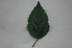 a leaf with a green stem laying on a white surface photo