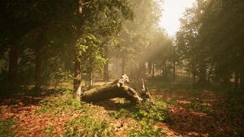 zon stralen breken door de takken van bomen gloeiend in de ochtend- mist video