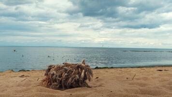 Old tree stump with with dry grass and ropes surrounded by sand along the river. Concept. Seagulls flying aboe the lake with rippled water on blue cloudy sky background. video