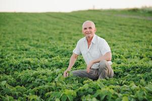 farmer in filed holding tablet in his hands and examining soybean corp. photo