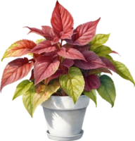 AI generated Watercolor painting of a Coleus scutellarioides plant. png