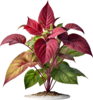 AI generated Watercolor painting of a Coleus scutellarioides plant. png