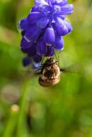 bomba en un uva jacinto, un pequeño peludo insecto con un probóscide a dibujar néctar desde el flores, bombylius foto