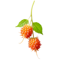 AI Generated Salmonberry A vibrant array of fresh salmonberries, isolated on transparent background png