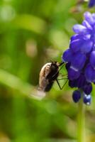 Bombyle on a grape hyacinth, a small hairy insect with a proboscis to draw nectar from the flowers, bombylius photo