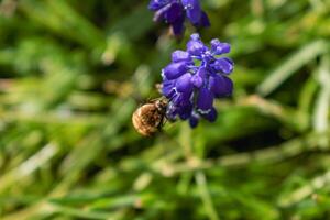 bomba en un uva jacinto, un pequeño peludo insecto con un probóscide a dibujar néctar desde el flores, bombylius foto