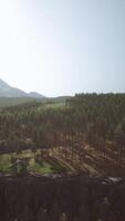 Beautiful pine trees on background high mountains video