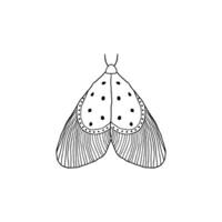 Moth in doodle style vector