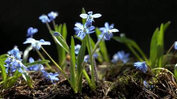 Beautiful blooming blue sflowers in spring, First spring snowdrops macro zoom out video