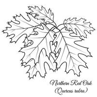 contorno del Norte rojo roble árbol ramita vector