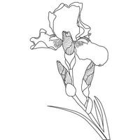 Outline Iris Flower vector