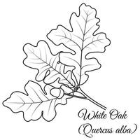 Outline White Oak Tree Twig vector