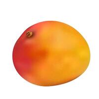 realistic vector ripe mango