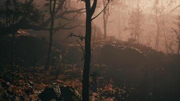 fantasia lunatico foresta nel autunno video