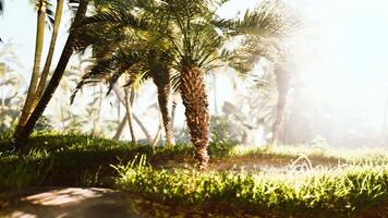 Sunset through the Hawaiian Palm trees video