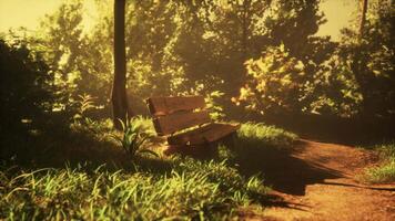 A park bench sitting under different types of trees and bushes around the bench video