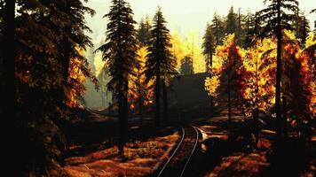 Turn a railway running through a pine forest on a bright sunny day video