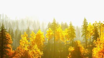 Sparkling coniferous forest in the mountains during fall sunset video