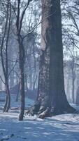 le coucher du soleil dans le bois entre le des arbres souches dans hiver période video