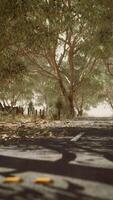 strada aperta in australia con alberi a cespuglio video