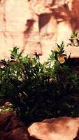 View from inside a dark cave with green plants and light on the exit video