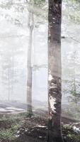 zonnestralen vallen in een mistig bos video