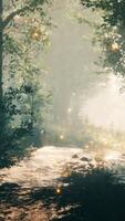 l'automne forêt paysage avec des rayons de chaud lumière video