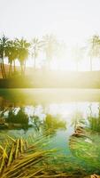 Colorful scene with a palm tree over a small pond in a desert oasis video