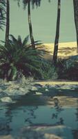 Colorful scene with a palm tree over a small pond in a desert oasis video