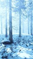 bomen in mistig winterbos ijzig en mistig video