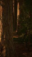 Giant Sequoias Trees or Sierran redwood growing in the forest video