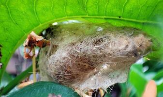 Cocoon or pupae on the leaf of an ixora flower photo