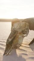 antiguo RAM cráneo en el playa video