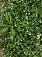 Hypericifolia, Closeup of tiny flowers on spurge mounds photo