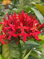 un vertical de cerca de ixora chinensis, comúnmente conocido como chino ixora, es un especies de planta de el género lxora. ixora chinensis científico clasificación foto