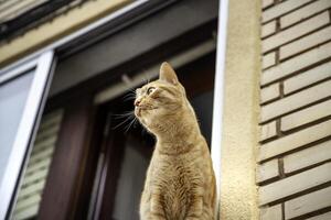 Orange cat in a window photo