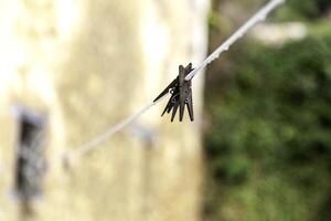 Clothespins on a rope photo