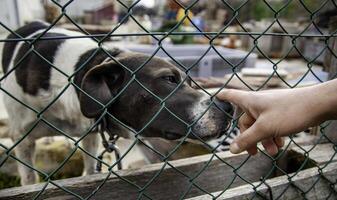 Feeding a caged dog photo