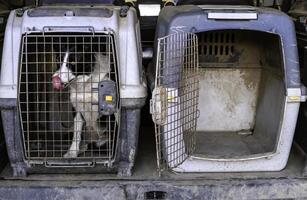 Caged dog eating photo