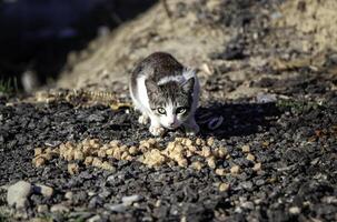 Stray cats in the street photo