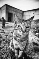 Stray cats in the street photo