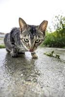 Stray cats in the street photo