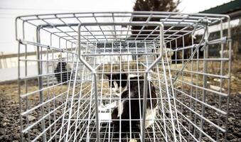 Cat in a cage trap photo