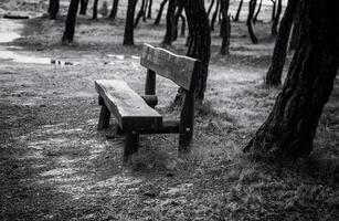 Wooden bench in the forest photo