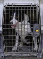 Caged dog eating photo