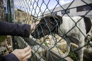 alimentación un enjaulado perro foto